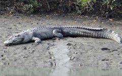 鳄鱼的眼泪是什么意思？